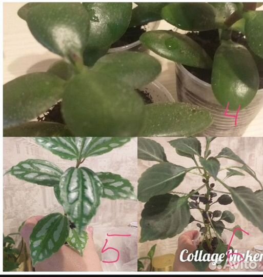 Комнатные растения цветы