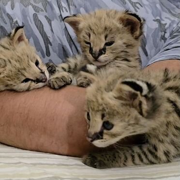 Саванна котёнок