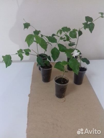 Комнатный жасмин