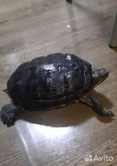 Красноухая черепаха бесплатно