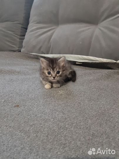 Кошечка в добрые ручки