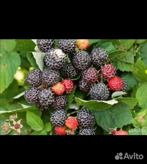 Саженцы ежемалины