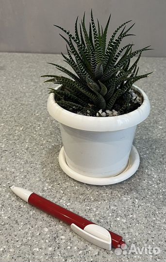 Хавортии разные