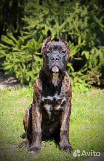 Подрощенные щенки кане корсо