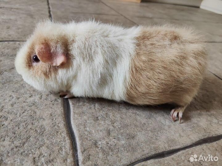 Продам морскую свинку