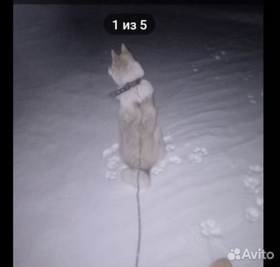 Щенки сибирскои хаски и лайка