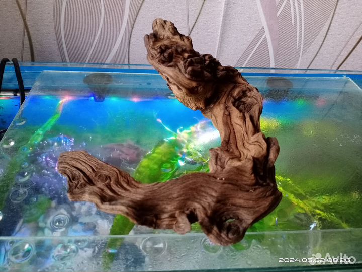 Коряга мопани