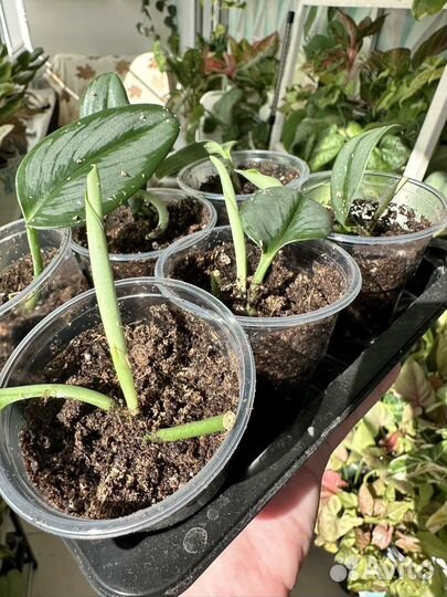 Сциндапсус мунлайт