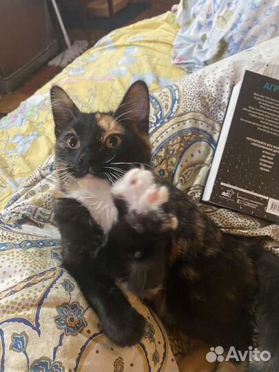 Отдам в добрые руки ласковую кошечку