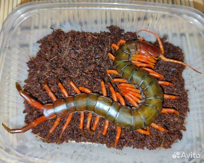 Гигантские сколопендры