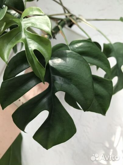 Монстера минима