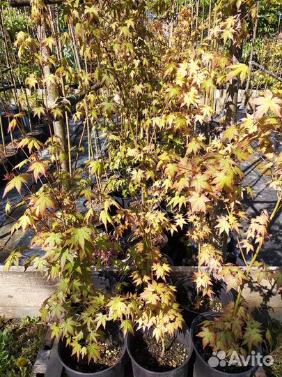 Клен веерный