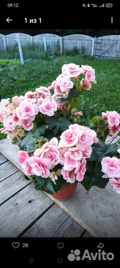 Сортовая бегония элатиор