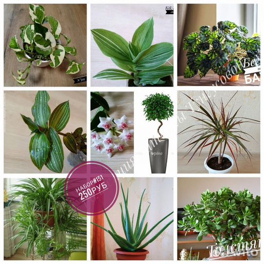 Комнатные растения (наборы)