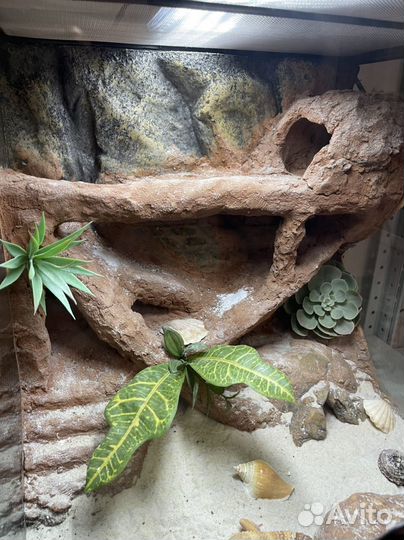 Эублефар с террариумом