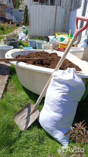 Саженцы голубики