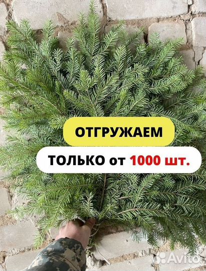 Веники пихтовые от производителя