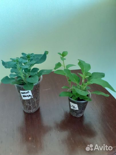 Рассада петунии