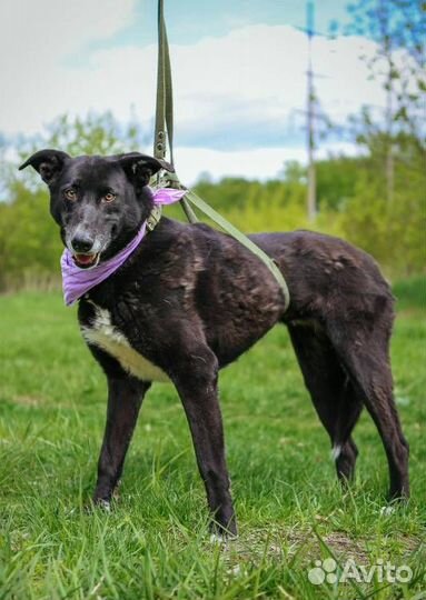 Ласковая Багира из приюта ждет семью