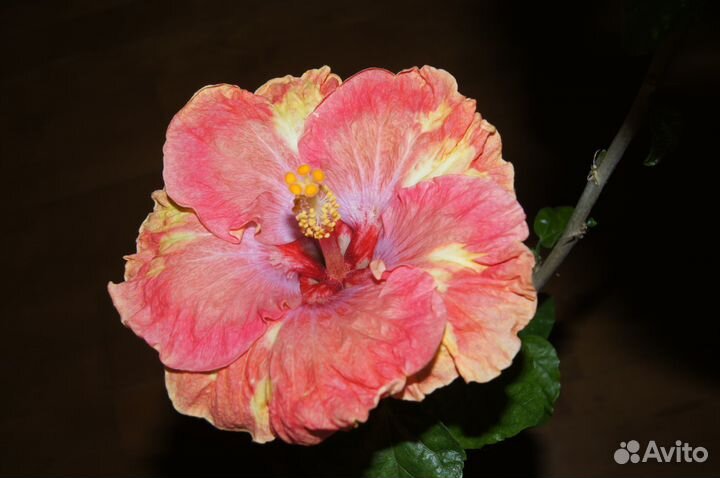 Срезы сортовых гибискусов