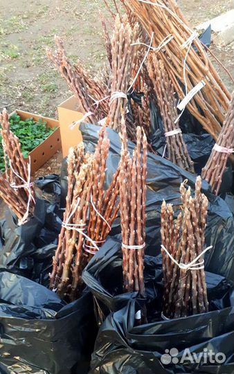 Саженцы плодово-ягодных культур