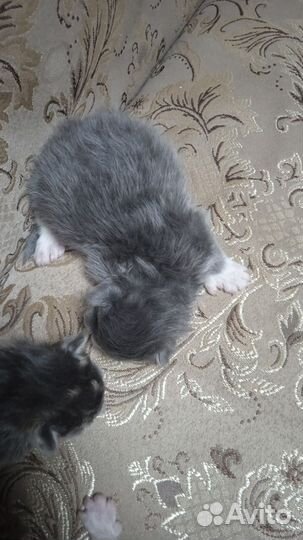 Котята мейн-кун