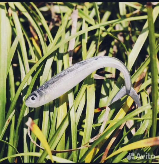 Воблеры (Реалистичные силиконовые рыбки)