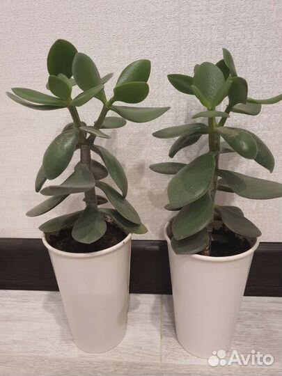 Денежное дерево, толстянка