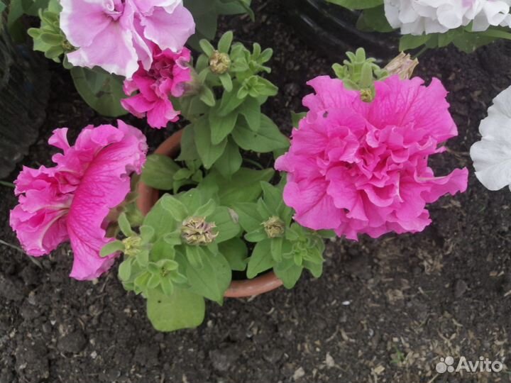 Петуния ампельная, махровая