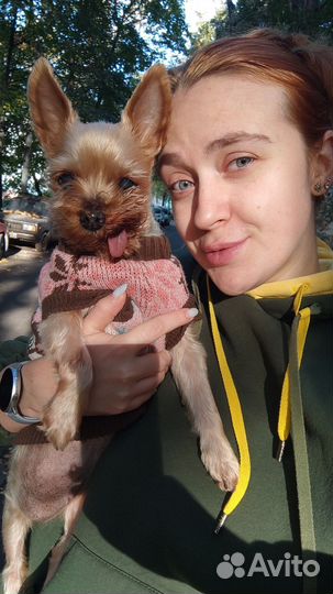 Передержка собак