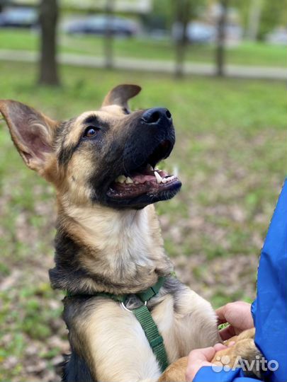 Овчарка в добрые руки