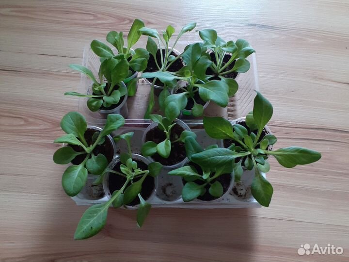 Рассада петунии