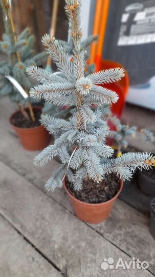 Голубые ели