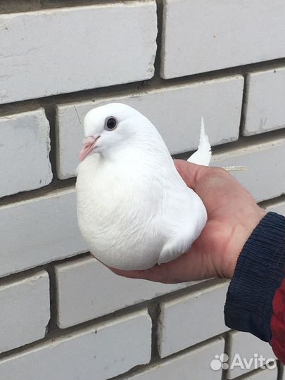 Голуби на свадьбу