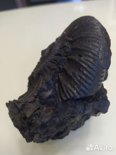 Окаменелости аммониты