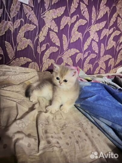 Кошки шотландцы