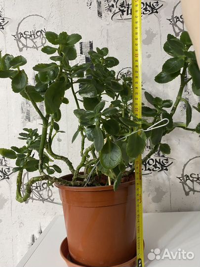 Комнатное растение каланхоэ