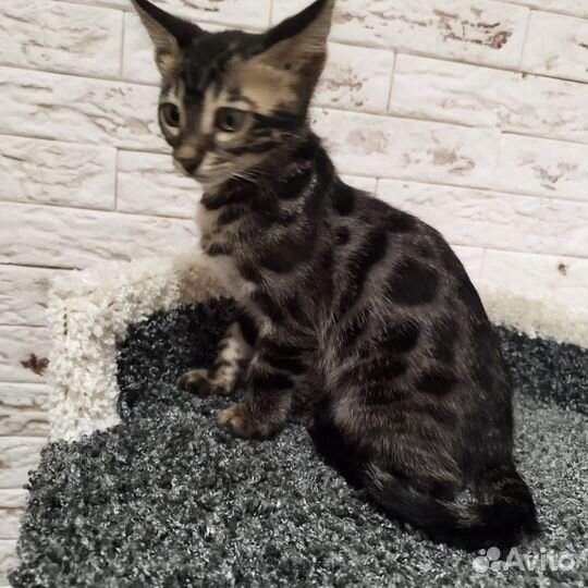 Бенгальская кошка