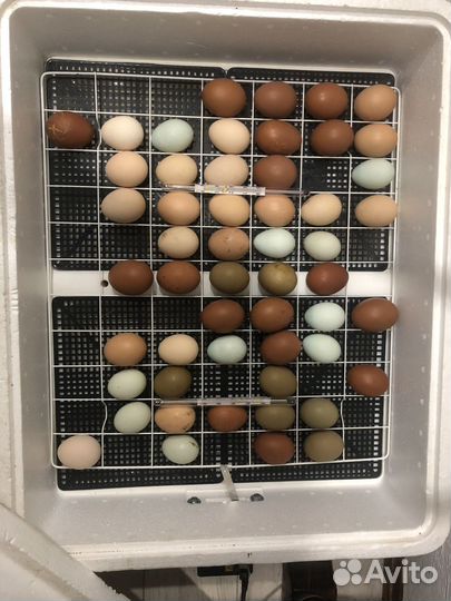 Инкубационное цветное(пасхальное )яйцо