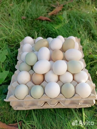 Домашние куриные яйца на еду, доставка бесплатно