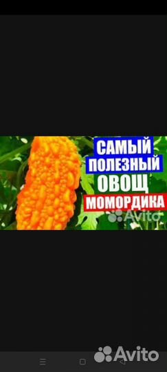 Семена мамордики