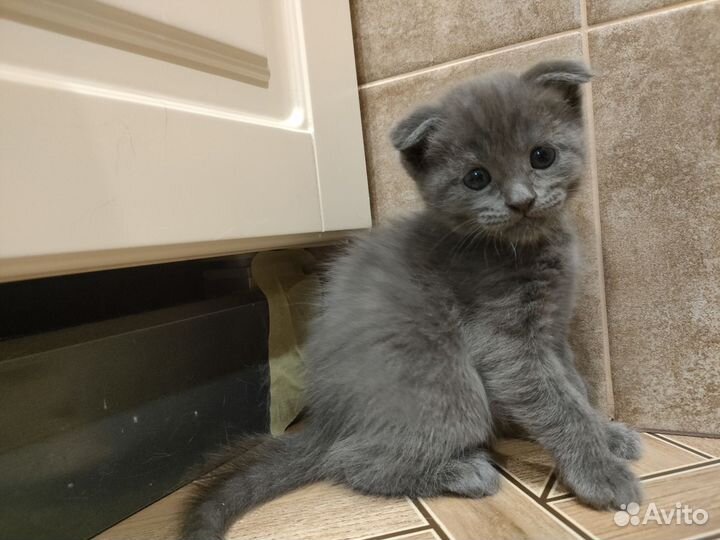 Шотландская