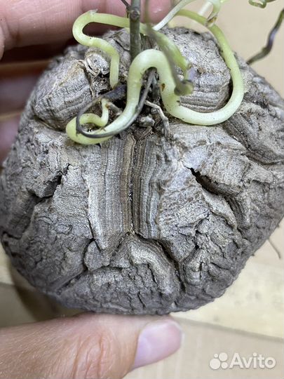 Dioscorea elephantipes