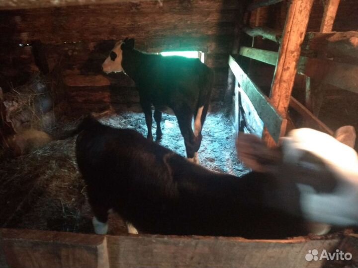 Две телочки