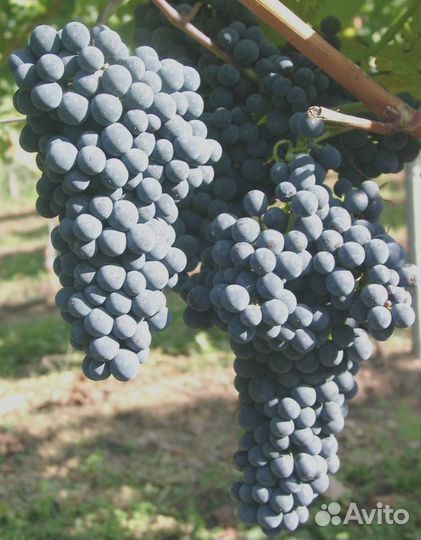 Саженцы винограда 