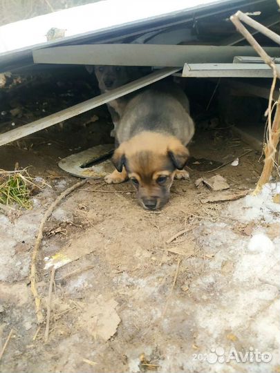 Двое малышей у дороги