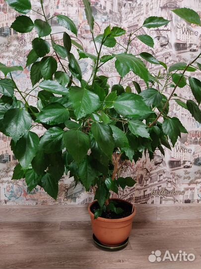 Гибискусы махровые, китайская роза