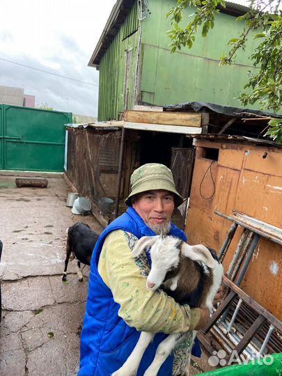 Молочные козы с козлятами