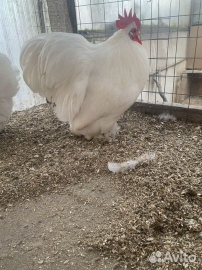 Кохинхин карликовый белый 1+2