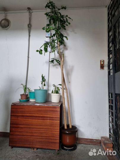 Кактус вместе с горшком